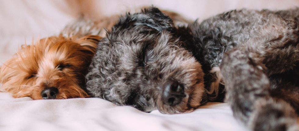 Bring your furry friend!